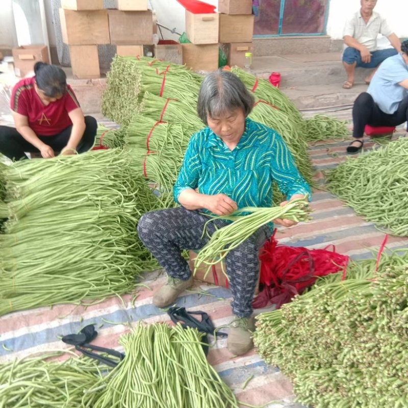 黄山歙县农家自种山沟沟长豆角，青皮长豆角好吃的鲜味