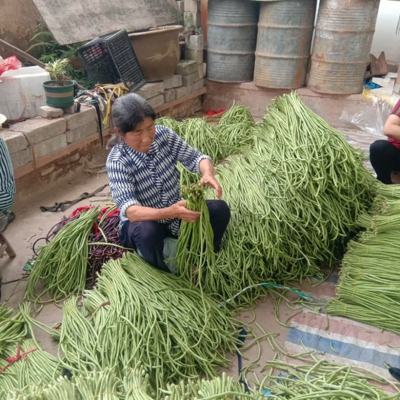 黄山歙县农家自种山沟沟长豆角，青皮长豆角好吃的鲜味