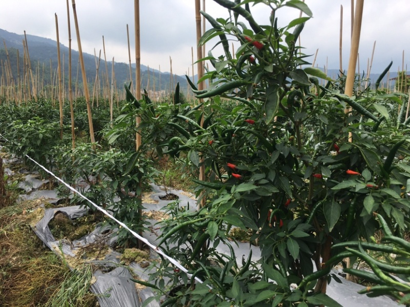 小米椒现摘现发鲜辣椒朝天椒产地发货