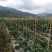 小米椒现摘现发鲜辣椒朝天椒产地发货