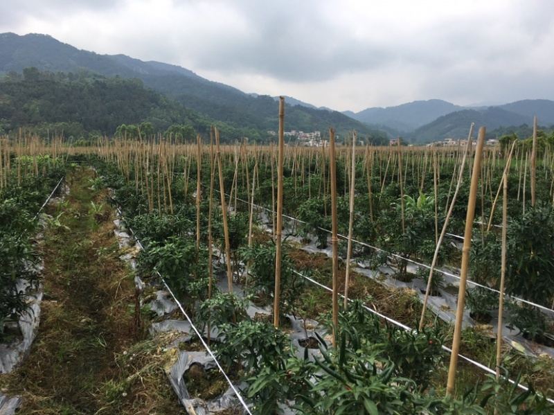 小米椒现摘现发鲜辣椒朝天椒产地发货