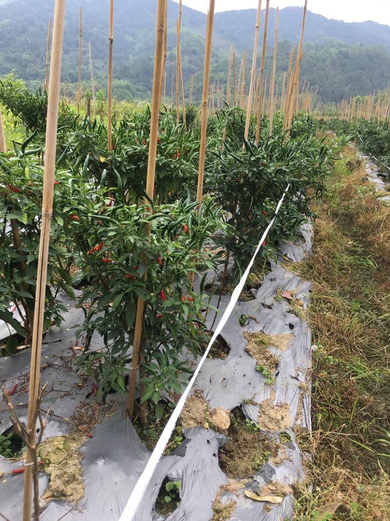 小米椒现摘现发鲜辣椒朝天椒产地发货