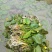 荇菜、萍逢草、水鳖、野生睡莲、水生植物、