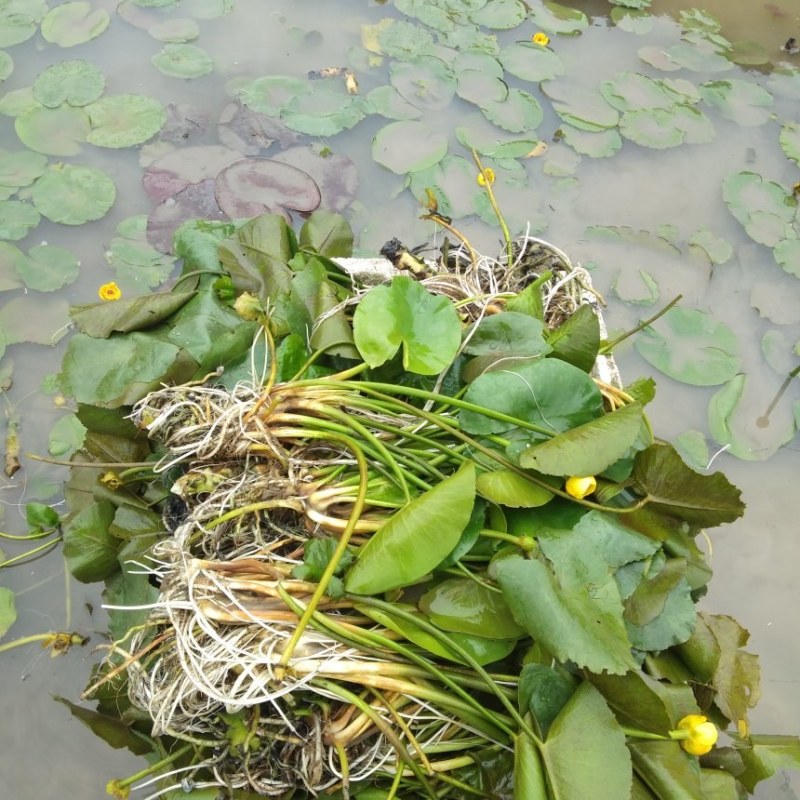 荇菜、萍逢草、水鳖、野生睡莲、水生植物、