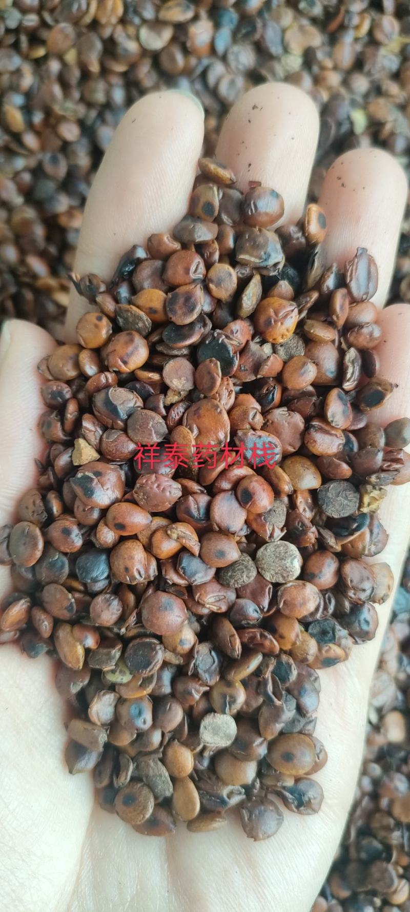 （热销）炒枣仁进口枣仁实物拍摄大量货源祥泰药材栈中药材