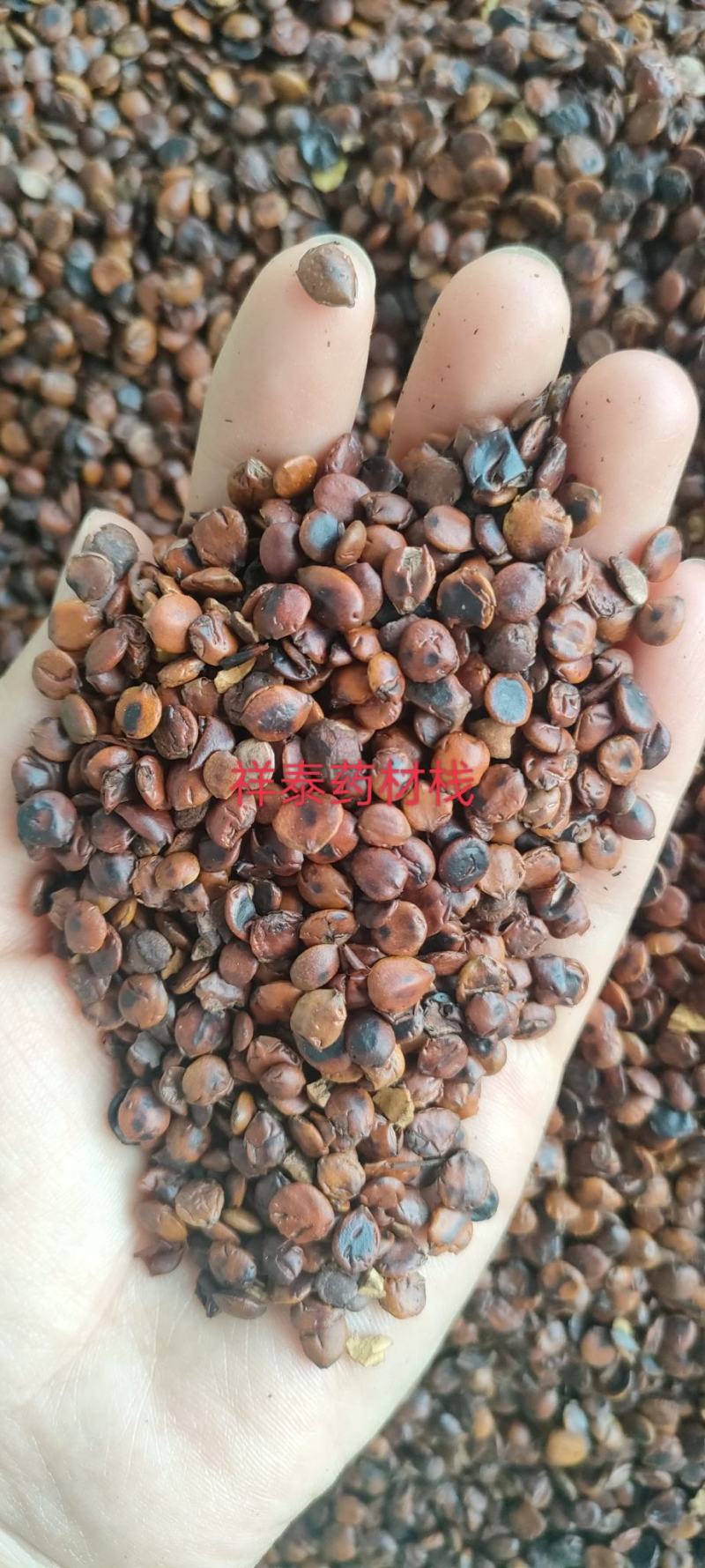 （热销）炒枣仁进口枣仁实物拍摄大量货源祥泰药材栈中药材