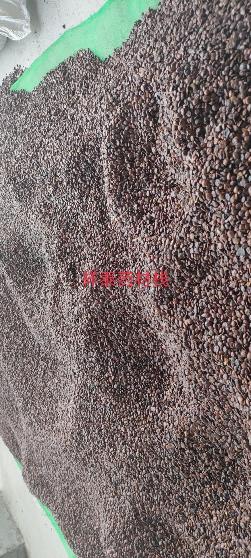 （热销）炒枣仁进口枣仁实物拍摄大量货源祥泰药材栈中药材