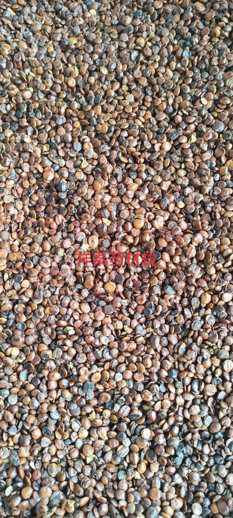 （热销）炒枣仁进口枣仁实物拍摄大量货源祥泰药材栈中药材