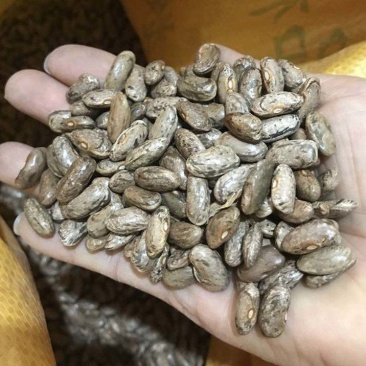 八月忙花皮豆角种子耐寒耐热高产无筋芸豆角种子长芸豆蔬菜