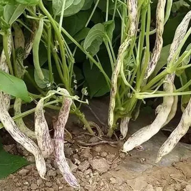八月忙花皮豆角种子耐寒耐热高产无筋芸豆角种子长芸豆蔬菜