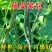 八月忙花皮豆角种子耐寒耐热高产无筋芸豆角种子长芸豆蔬菜