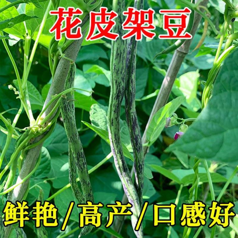 八月忙花皮豆角种子耐寒耐热高产无筋芸豆角种子长芸豆蔬菜