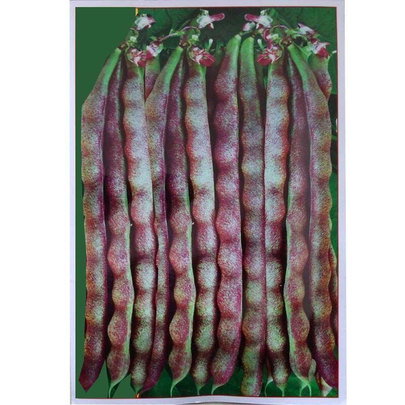 八月忙花皮豆角种子耐寒耐热高产无筋芸豆角种子长芸豆蔬菜