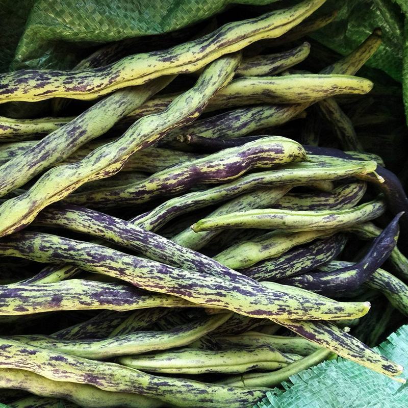 八月忙花皮豆角种子耐寒耐热高产无筋芸豆角种子长芸豆蔬菜