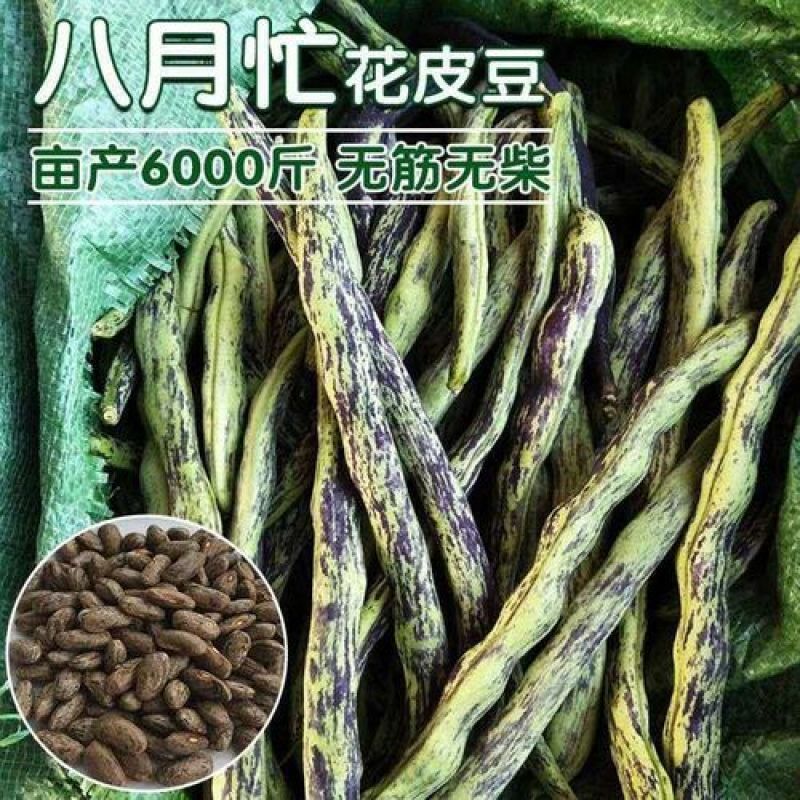 八月忙花皮豆角种子耐寒耐热高产无筋芸豆角种子长芸豆蔬菜