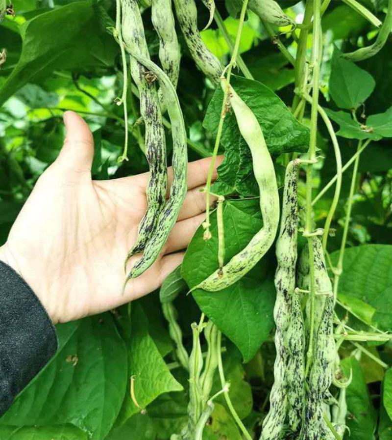 八月忙花皮豆角种子耐寒耐热高产无筋芸豆角种子长芸豆蔬菜