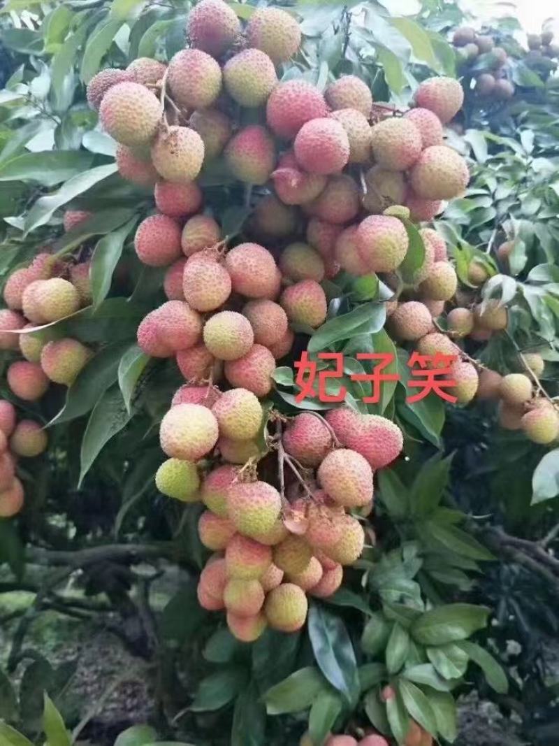 地方特产正宗妃子笑水田货地苗杯苗，桂味杯苗