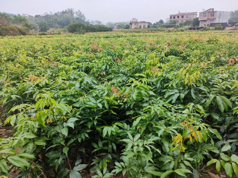 地方特产正宗妃子笑水田货地苗杯苗，桂味杯苗
