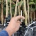 地方特产正宗妃子笑水田货地苗杯苗，桂味杯苗