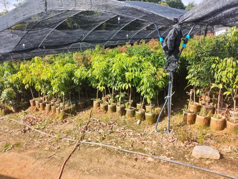 地方特产正宗妃子笑水田货地苗杯苗，桂味杯苗