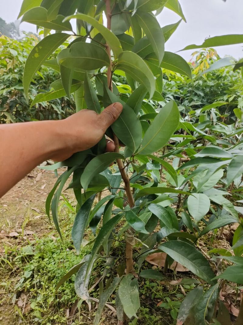 地方特产正宗妃子笑水田货地苗杯苗，桂味杯苗