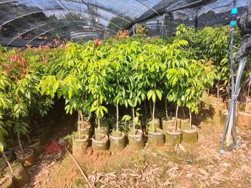 地方特产正宗妃子笑水田货地苗杯苗，桂味杯苗