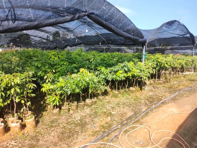 地方特产正宗妃子笑水田货地苗杯苗，桂味杯苗