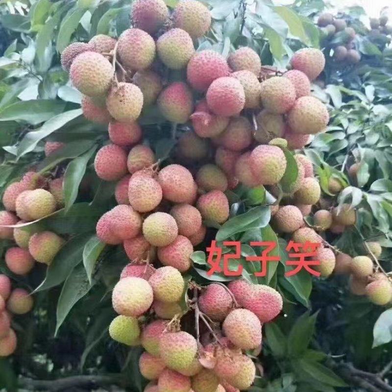 地方特产正宗妃子笑水田货地苗杯苗，桂味杯苗