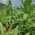 贡菜种子正宗原装蔬菜种子晒干菜种子四季种植高产蔬菜种子