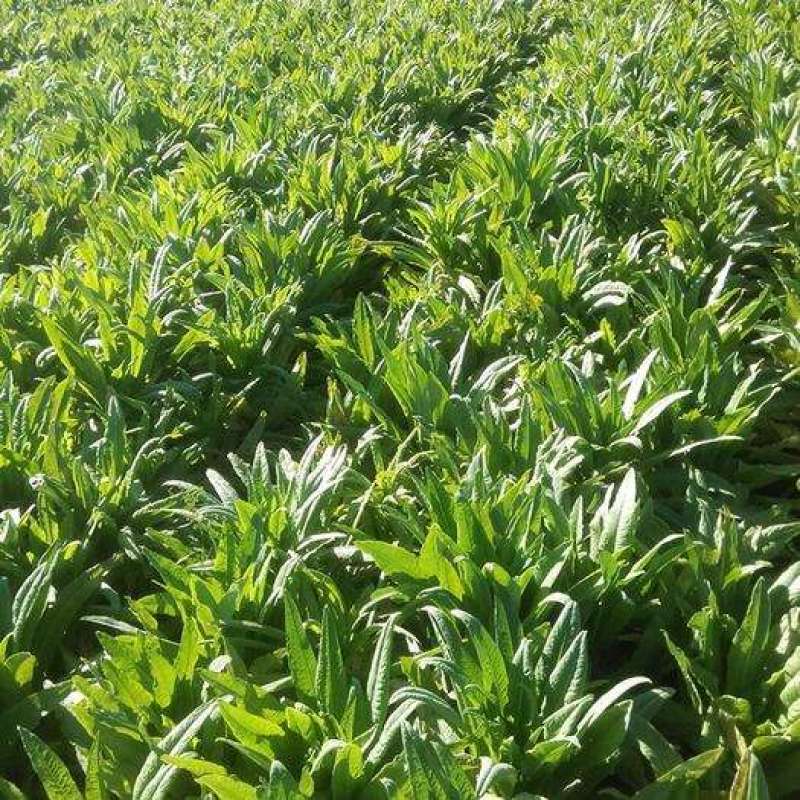 贡菜种子正宗原装蔬菜种子晒干菜种子四季种植高产蔬菜种子
