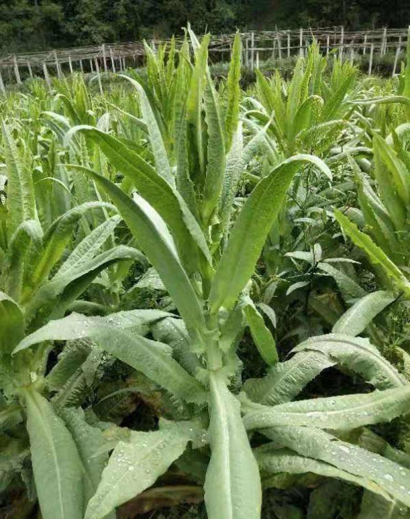 贡菜种子正宗原装蔬菜种子晒干菜种子四季种植高产蔬菜种子