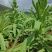 贡菜种子正宗原装蔬菜种子晒干菜种子四季种植高产蔬菜种子