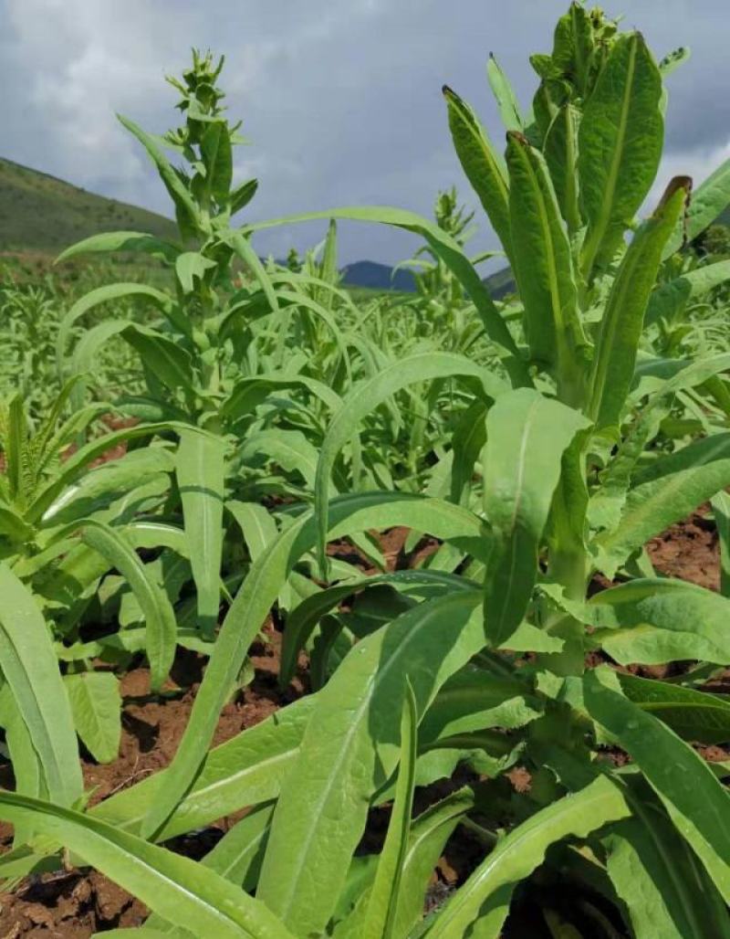 贡菜种子正宗原装蔬菜种子晒干菜种子四季种植高产蔬菜种子