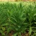贡菜种子正宗原装蔬菜种子晒干菜种子四季种植高产蔬菜种子