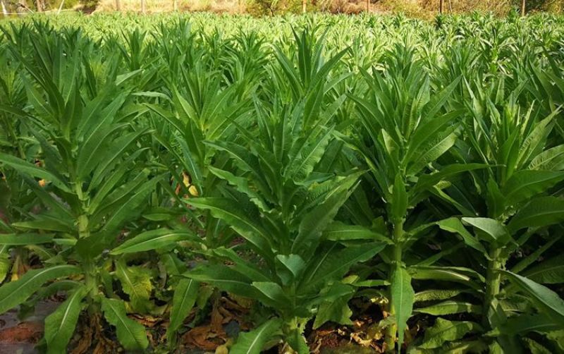 贡菜种子正宗原装蔬菜种子晒干菜种子四季种植高产蔬菜种子
