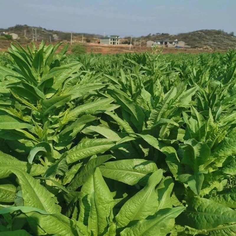 贡菜种子正宗原装蔬菜种子晒干菜种子四季种植高产蔬菜种子