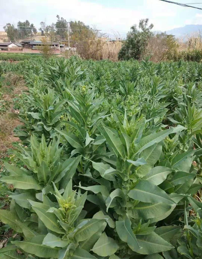 贡菜种子正宗原装蔬菜种子晒干菜种子四季种植高产蔬菜种子