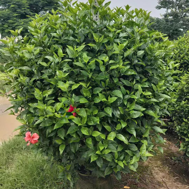 扶桑大红花各种规格基地大量现货供应，欢迎各位客户咨询