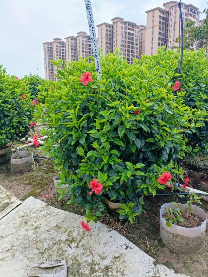 扶桑大红花各种规格基地大量现货供应，欢迎各位客户咨询