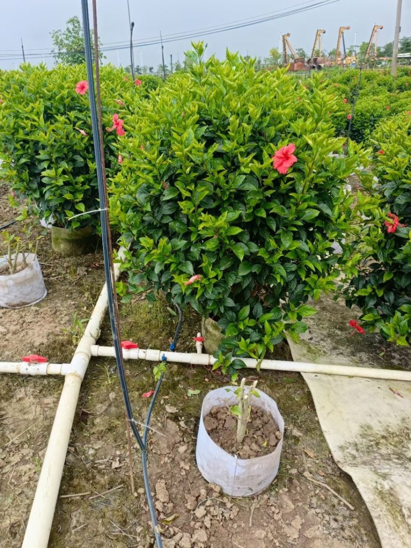 扶桑大红花各种规格基地大量现货供应，欢迎各位客户咨询
