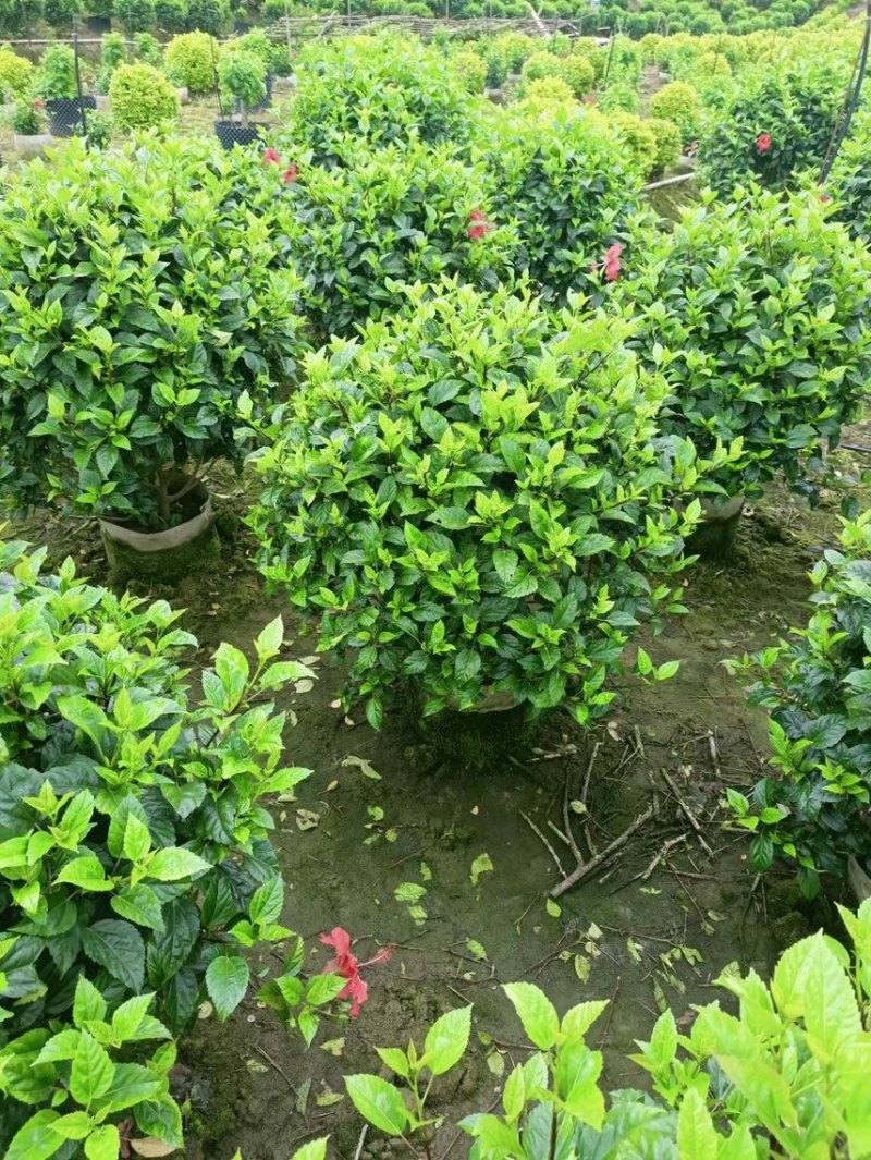 扶桑大红花各种规格基地大量现货供应，欢迎各位客户咨询