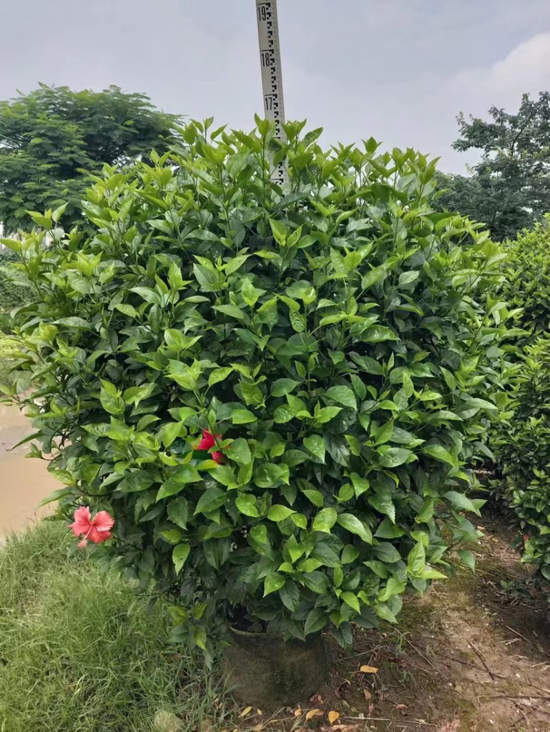 扶桑大红花各种规格基地大量现货供应，欢迎各位客户咨询