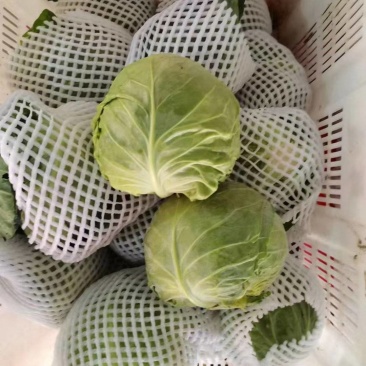 兰州圆包菜，甘蓝，甘蓝，甘蓝，甘蓝，甘蓝