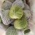 兰州圆包菜，甘蓝，甘蓝，甘蓝，甘蓝，甘蓝