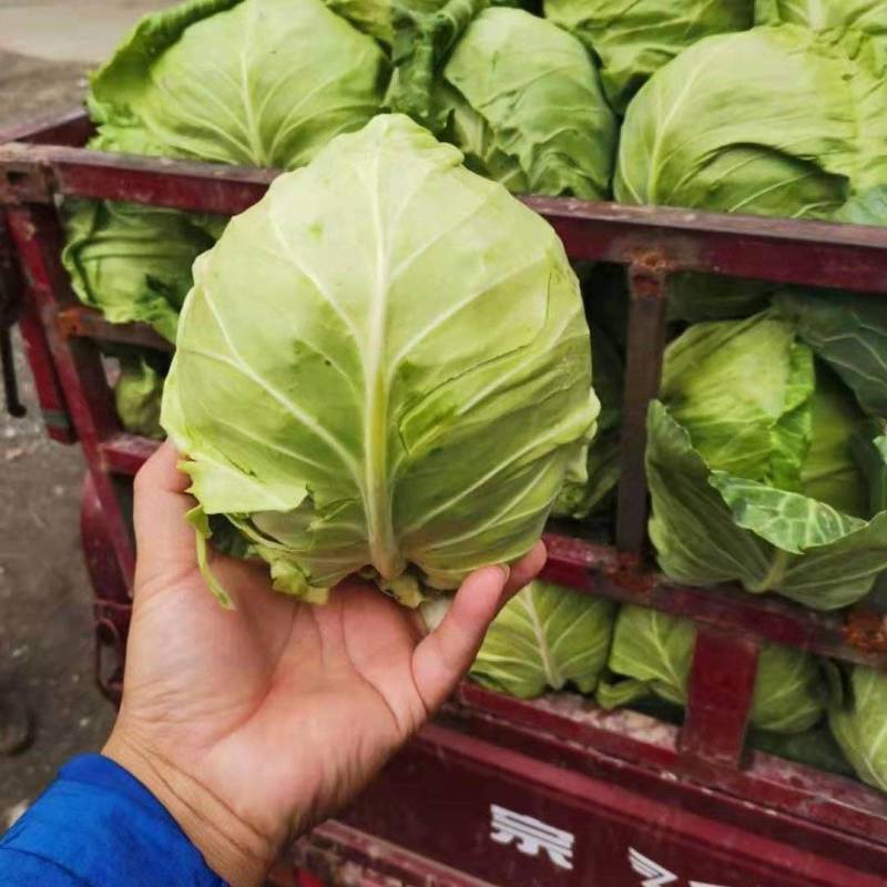 兰州圆包菜，甘蓝，甘蓝，甘蓝，甘蓝，甘蓝