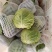 兰州圆包菜，甘蓝，甘蓝，甘蓝，甘蓝，甘蓝