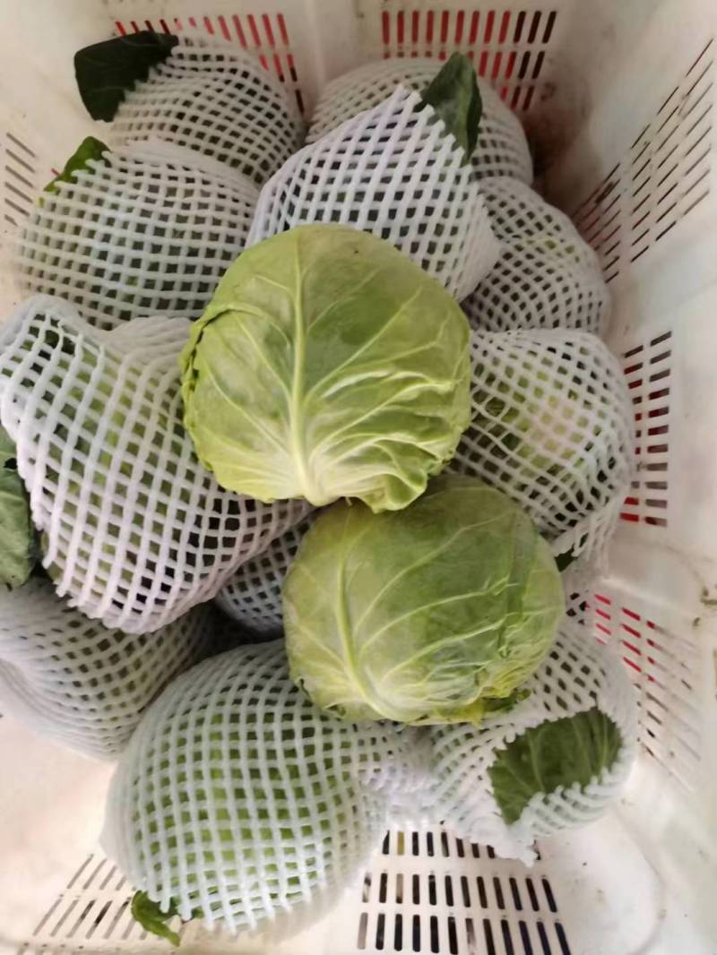 兰州圆包菜，甘蓝，甘蓝，甘蓝，甘蓝，甘蓝