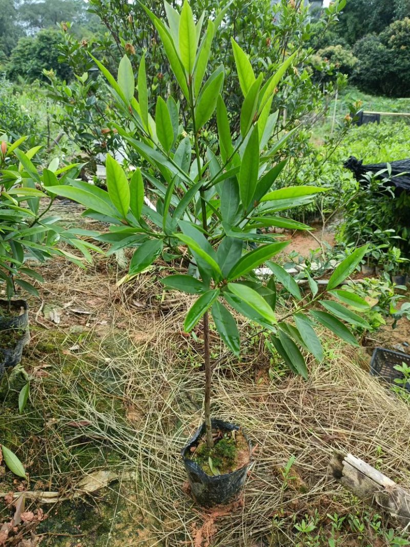 实生苗岭南黄金山竹树苗杯苗80cm-100cm