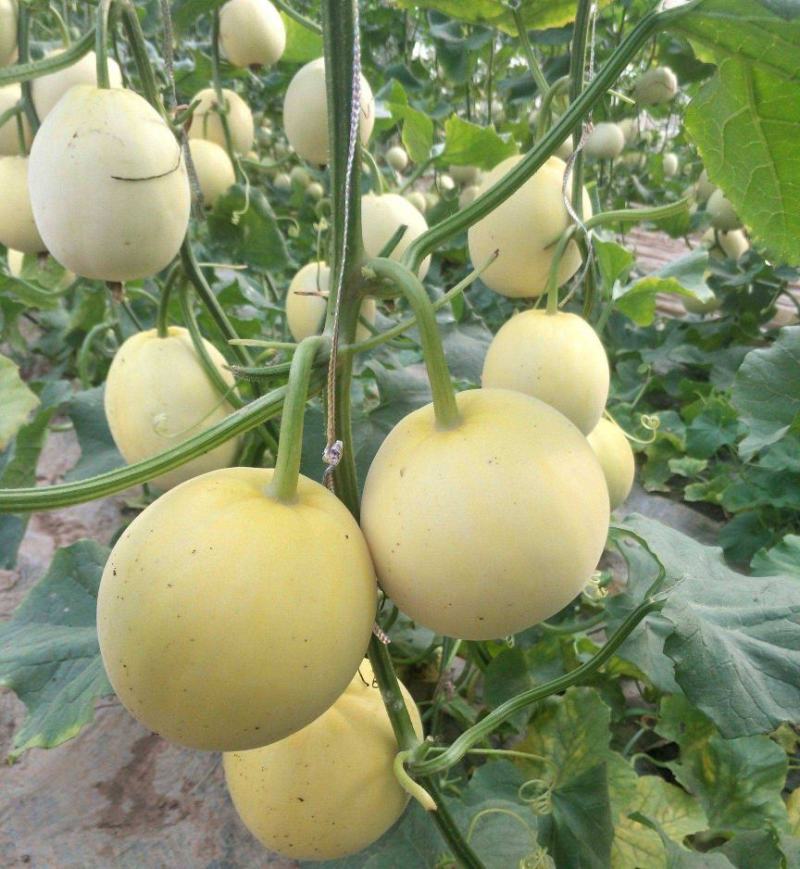 超甜白沙蜜甜瓜种籽日本甜瓜种子春秋季高产薄皮特大白皮香瓜