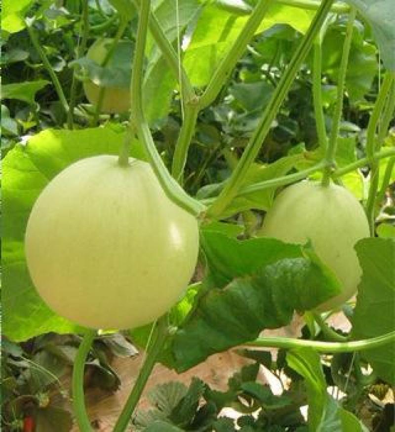 超甜白沙蜜甜瓜种籽日本甜瓜种子春秋季高产薄皮特大白皮香瓜